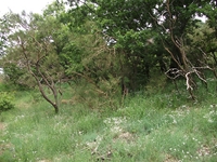 nte Rinatu-20110615 058